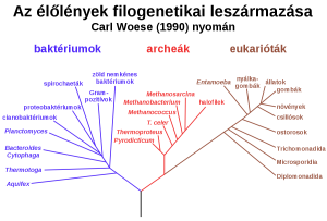 1200px-Phylogenetic_tree_wiki