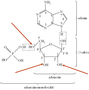 adenozin-monofoszfát