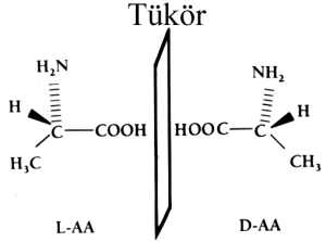 aminosavak kétféle formában 