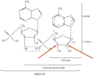 dinukleotid
