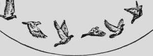 Descriptive_Zoopraxography_Pigeons_Flying_Animated_12