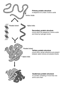 Protein-structure