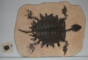 Turtle_fossil_cast_freewiki