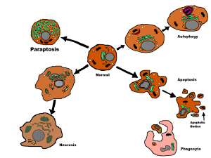 Paraptosis